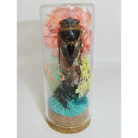 Cicada & Bigfoot Oddity Jar curiosity dome cryptid insect taxidermy floral goth - Picture 1 of 16
